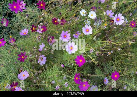 COSMOS bipinnatus 'Sensation Mixed' Cosmos anche comunemente chiamato il cosmo giardino o l'astro messicano, con fiori colorati rosa e bianchi a margherita Foto Stock