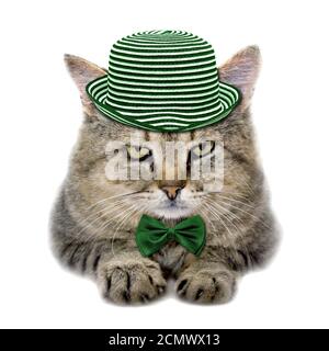 Gatto in un cappello verde e la cravatta a farfalla per isolati su sfondo bianco Foto Stock
