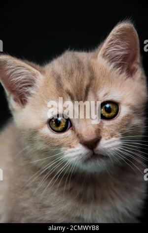 Un raro gattino rosa britannico shorthair con occhi bellissimi sfondo scuro Foto Stock