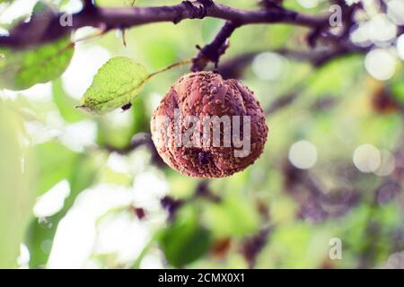 una mela brutta marcio marrone da vicino appesa su un filiale Foto Stock