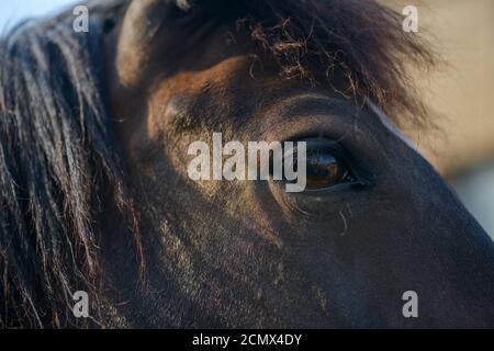occhio di cavallo. primo piano di cavallo. cavalli. Ritratto dell'occhio di un cavallo. Persone e cavalli. Foto Stock