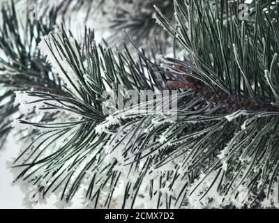 Snowy ramo di pino close up Foto Stock