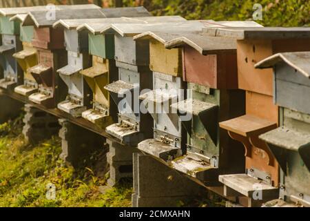 File di alveari colorati ape sul lato di a. collina Foto Stock