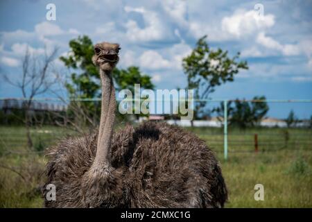 Un bellissimo struzzo curioso allarme con la bocca aperta Foto Stock