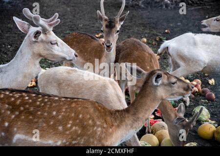 Un bel gruppo di cervi pegni tenuto in cattività mangiando insieme Foto Stock