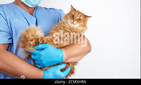 Veterinario in uniforme blu e guanti sterili in lattice tiene grande gatto rosso soffice Foto Stock