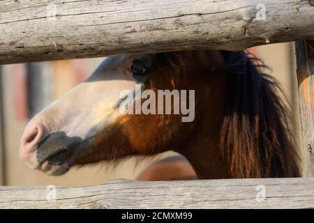 Cavallo. Cavallo piccolo in una fattoria. Persone e cavalli. Un colt di colori meravigliosi Foto Stock