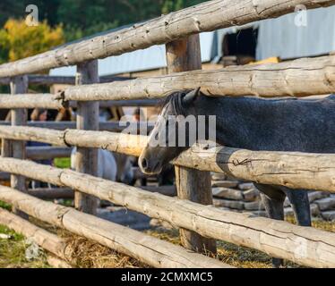 piccolo cavallo in una fattoria. Persone e cavalli. Foto Stock