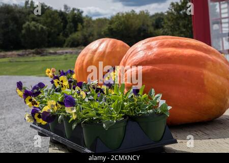 Zucche e Pansies in mostra per autunno, autunno, Halloween, Ringraziamento Foto Stock