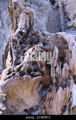 Immagine ravvicinata di legno di deriva lungo il capo paura Fiume al Carolina Beach state Park Foto Stock