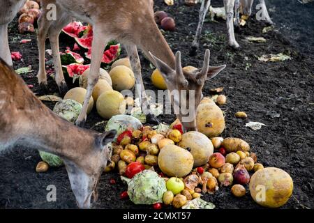 Un bel gruppo di cervi pegni tenuto in cattività mangiando insieme Foto Stock