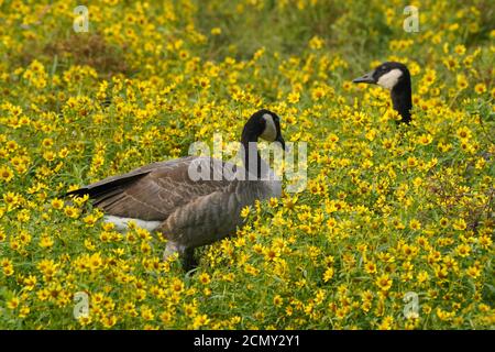 Canada Geese in campo fiorito Foto Stock