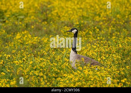 Canada Geese in campo fiorito Foto Stock