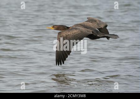 Cormorani che decolgono sopra il lago Foto Stock