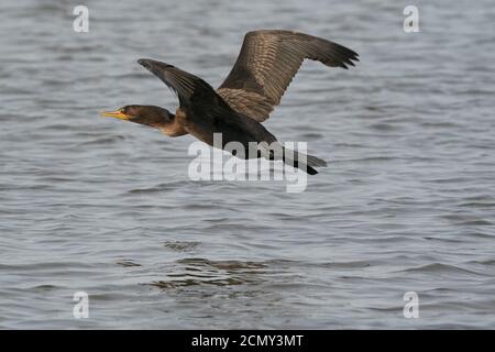 Cormorani che decolgono sopra il lago Foto Stock