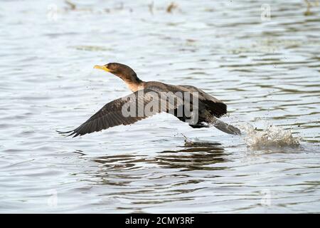 Cormorani che decolgono sopra il lago Foto Stock