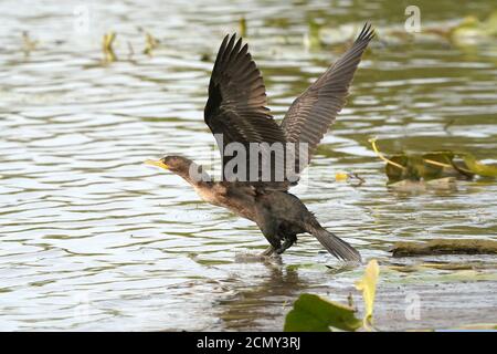 Cormorani che decolgono sopra il lago Foto Stock