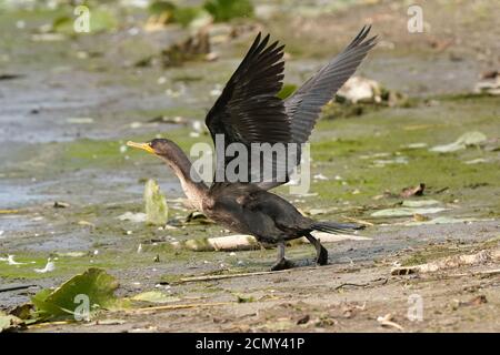 Cormorani che decolgono sopra il lago Foto Stock