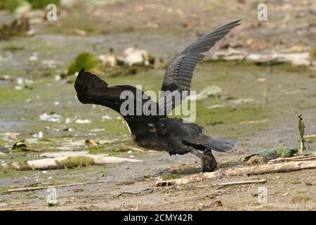 Cormorani che decolgono sopra il lago Foto Stock