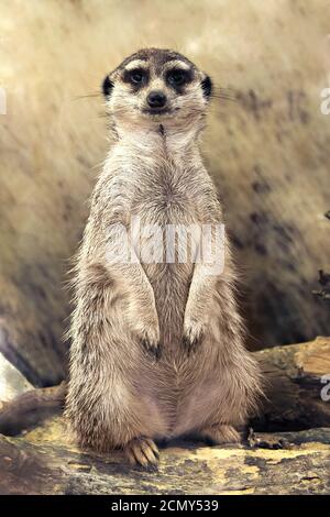 Meerkat (Suricata suricatta) che sta guardando la telecamera Foto Stock