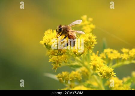 Le api da miele sulla verga d'oro Foto Stock