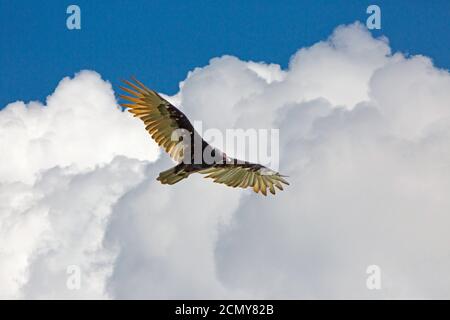 Un avvoltoio tacchino svetta sotto le drammatiche nuvole di cumuli in un cielo blu brillante. Foto Stock