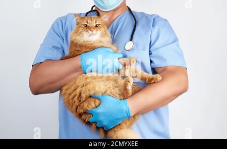 Veterinario in uniforme blu e guanti sterili in lattice contiene e. esamina un grande gatto rosso soffice Foto Stock