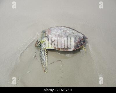 Una tartaruga di mare morta si è arenata su una spiaggia, vittima di una lenza di pesca Foto Stock