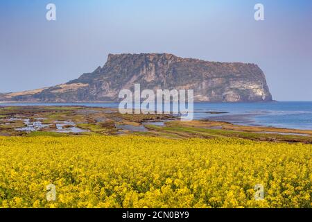 Jeju Island Corea del Sud, paesaggio naturale di canola campo a Jeju Do Seongsan Ilchulbong Foto Stock