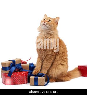 divertente gatto zenzero adulto seduto al centro delle scatole avvolto in carta marrone e legato con costolette di seta Foto Stock