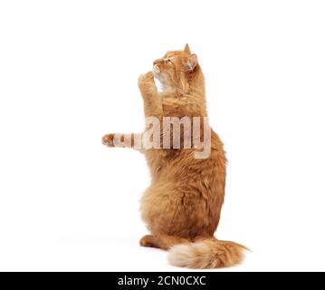 il gatto rosso peloso adulto si siede sulle sue gambe posteriori, le zampe anteriori si solleva Foto Stock