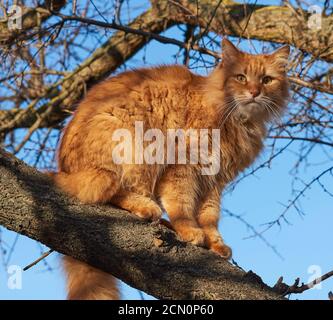 il gatto rosso peloso adulto si siede su un ramo di albero Foto Stock