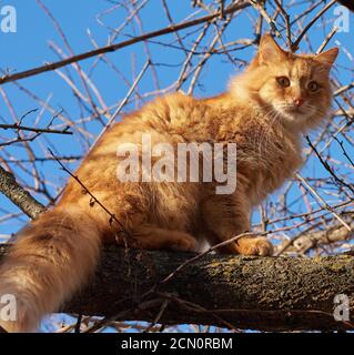 il gatto rosso peloso adulto si siede su un ramo di albero Foto Stock