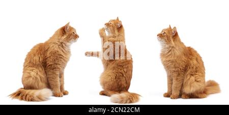 il gatto rosso peloso adulto si siede sulle sue gambe posteriori, le zampe anteriori si solleva Foto Stock