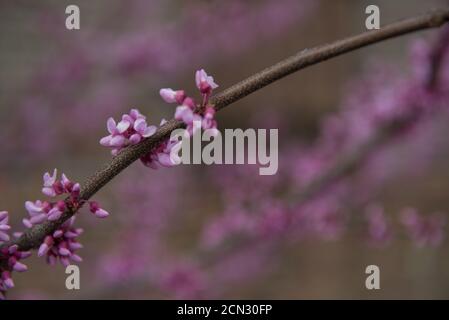 Primo piano di fiori rosa che fioriscono sul ramo Foto Stock