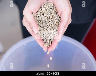 Chicchi di caffè non tostati, caffè verde benas in mani. Chicchi di caffè a portata di mano. Chicchi di caffè secchi freschi nelle mani della donna. Foto Stock