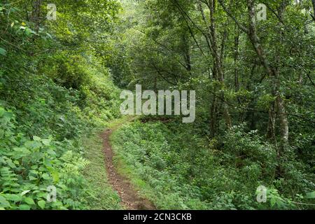 Un sentiero in una fitta foresta nelle montagne di Zacatlan Foto Stock