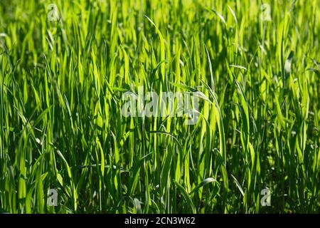 erba verde alta che cresce nel parco in estate giorno di primavera Foto Stock