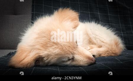 Cucciolo bianco germanico Foto Stock