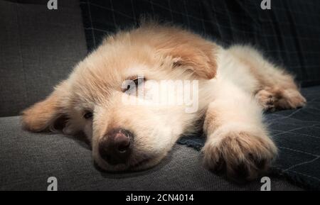 Cucciolo bianco germanico Foto Stock