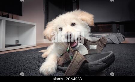 Cucciolo bianco germanico Foto Stock