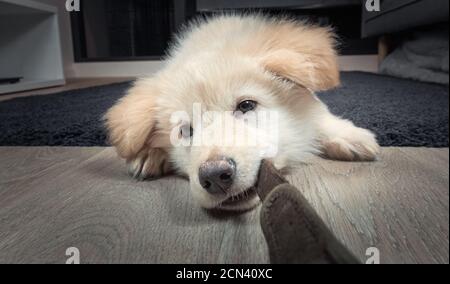 Cucciolo bianco germanico Foto Stock