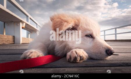 Cucciolo bianco germanico Foto Stock