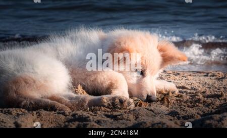 Cucciolo bianco germanico Foto Stock