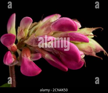 Ramo fiorito Robinia neomexicana con infiorescenza rosa Foto Stock