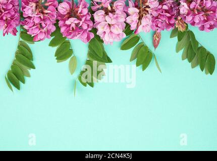 Ramo fiorito Robinia neomexicana con fiori rosa, foglia verde su sfondo verde Foto Stock