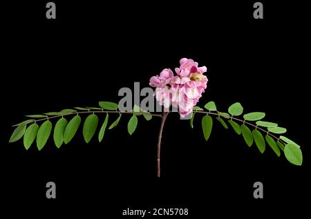 Ramo fiorito Robinia neomexicana con infiorescenza rosa Foto Stock