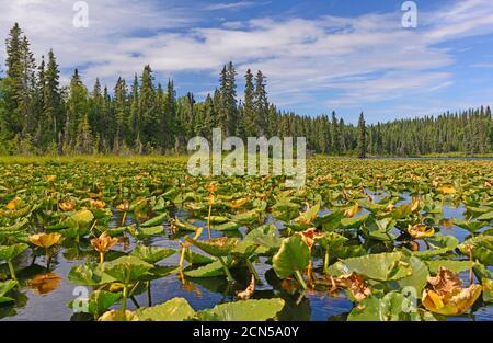 Water Lilies in una giornata di sole in Canoa Lago di Kenai Wildlife Refuge in Alaska Foto Stock