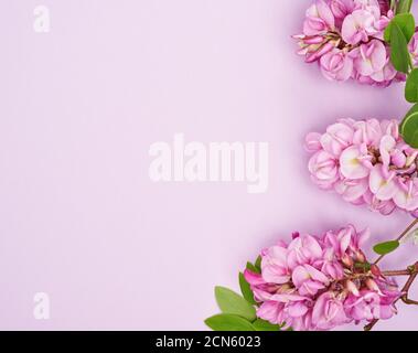 Ramo fiorito Robinia neomexicana con fiori rosa su un viola sfondo Foto Stock