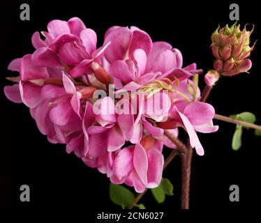 Ramo fiorito Robinia neomexicana con infiorescenza rosa Foto Stock